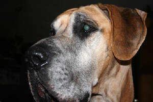 2006odie3.jpg